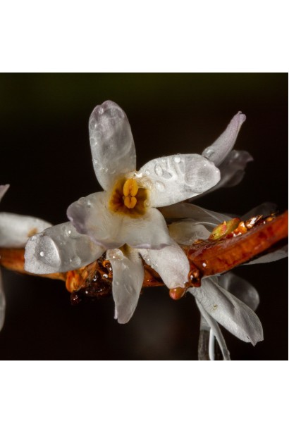 Абеліолистник дворядний, крупний план квітки 